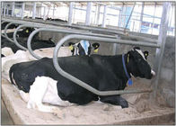 ประเภทแถวเดียวคอกวัวชุบสังกะสีฟรีสำหรับสุกรตั้งครรภ์ / วัวอ้วน