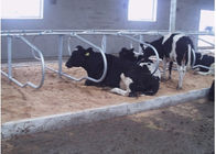 ฟาร์มโคนมประเภทแถวคู่คอกวัวฟรีด้วยระยะทางการวัว 1.20 เมตร