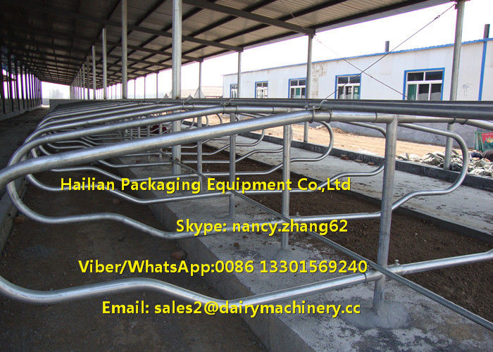 Agriculture Farm Equipment Cattle Stalls Calf Free Stalls For Dairy Cows